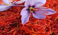 ابلاغ مصوبه حمایت از خرید محصول زعفران برای سال 1403
