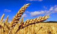 ابلاغ مصوبه جایزه تحویل گندم برای سال زراعی 05-1404